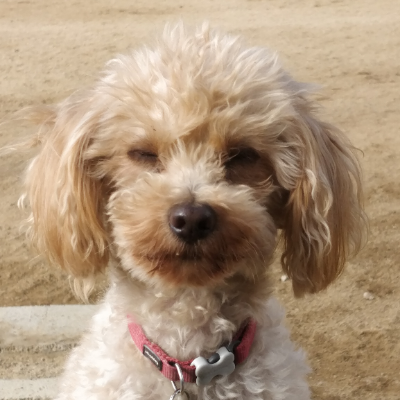 avatar for lhotze@rda.komintern.work